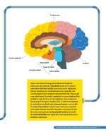 Impresionantul creier uman - imagine 6