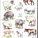 Abțibilduri tematică biblică Animale